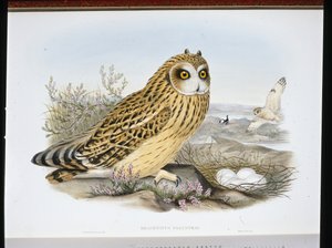 البومة قصيرة الأذن (Brachyotus Palustris) (ليثو ملون يدويًا) بواسطة جون (بعد) جولد