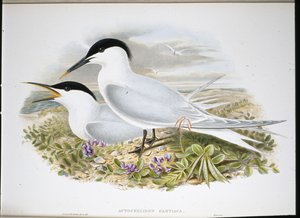 Sandwich Tern (Actochel Cantiaca) (hand-coloured litho) بواسطة جون (بعد) جولد