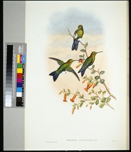 Sapphire-vented Puff-leg (eriocnemis sapphiropygia) (hand-coloured litho) بواسطة جون (بعد) جولد