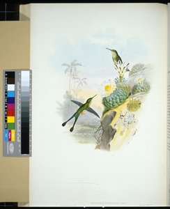 Scissor-tailed Racket-tail (spathura scissiura) (hand-coloured litho) بواسطة جون (بعد) جولد
