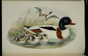 Shell Duck (Tadorna Vulpanser) (hand-coloured litho) بواسطة جون (بعد) جولد
