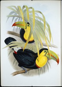 Short-billed Toucan (Ramphastos Brevicarinatus) (hand-coloured litho) بواسطة جون (بعد) جولد