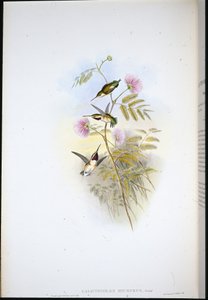 Short-tailed Wood-star (Calothorax Micrurus) (hand-coloured litho) بواسطة جون (بعد) جولد