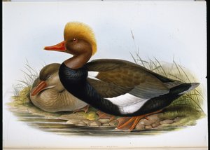 Shoveller (Spatula Clypeata) (hand-coloured litho) بواسطة جون (بعد) جولد