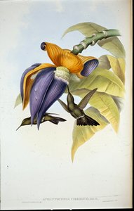 Sombre humming bird (Aphantochroa cirrhochloris) (hand-coloured litho) بواسطة جون (بعد) جولد