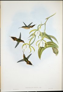Southern Hermit (Phaethornis Zonura) (hand-coloured litho) بواسطة جون (بعد) جولد