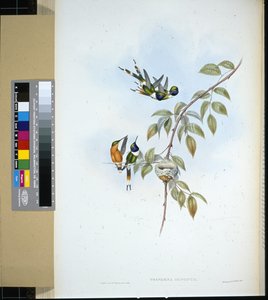 Sparkling-tail (tryphaena dupontii) (hand-coloured litho) بواسطة جون (بعد) جولد