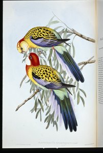 Splendid Parakeet (palatycercus Splendidus) (hand-coloured litho) بواسطة جون (بعد) جولد