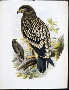 Spotted Eagle (Aquila Naevia) (hand-coloured litho) بواسطة جون (بعد) جولد
