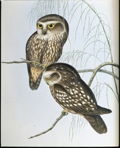 Spotted Owl (Athene Maculata) (hand-coloured litho) بواسطة جون (بعد) جولد