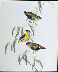 Spotted Pardalote (Pardalotus Punctatus ) (hand-coloured litho) بواسطة جون (بعد) جولد