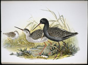 Spotted Redshank (Totanus Fuscus) (hand-coloured litho) بواسطة جون (بعد) جولد