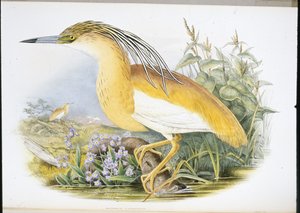 Squacco Heron (Buphus Comatus) (hand-coloured litho) بواسطة جون (بعد) جولد