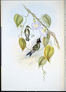 Stripe-breasted Star-throat (heliomaster mesoleucus) (hand-coloured litho) بواسطة جون (بعد) جولد