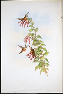 Stripe-throated Hermit (Phaethornis Striigularis) (hand-coloured litho) بواسطة جون (بعد) جولد