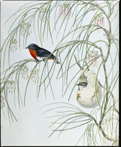 Swallow Dicaeum (Dicaeum Hirundinaceum ) (hand-coloured litho) بواسطة جون (بعد) جولد