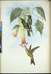 Sword-bill (Docimastes Ensiferus) (hand-coloured litho) بواسطة جون (بعد) جولد