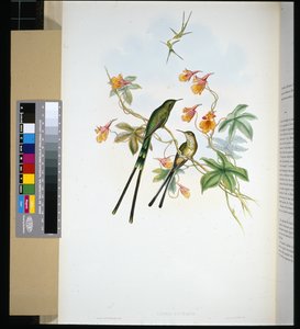 Train-bearer (lesbia eucharis) (hand-coloured litho) بواسطة جون (بعد) جولد