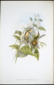 الناسك الحامل للقطار (Phaethornis Syrmatophorus) (ليثو ملون يدويًا) بواسطة جون (بعد) جولد