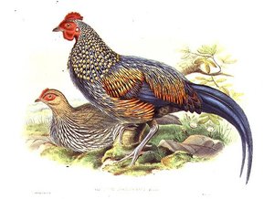 دراجان آسيويان (Gallus Sonneratii) نقشهما الفنان و William Hart (1823-1894) (litho) بواسطة جون (بعد) جولد