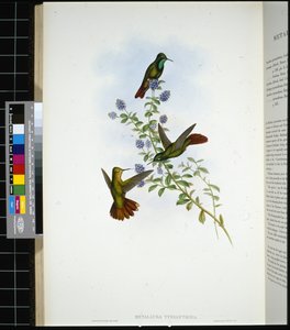 Tyrian-tail (metallura Tyrianthina) (hand-coloured litho) بواسطة جون (بعد) جولد