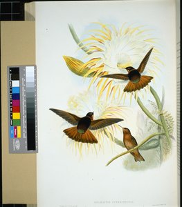 Venezuelan Stenura (panychlora stenura) and (panychlora Russata) (hand-coloured litho) بواسطة جون (بعد) جولد