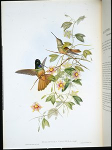 Violet-throated Star-Frontlet (Helianthea Violifera) (hand-coloured litho) بواسطة جون (بعد) جولد