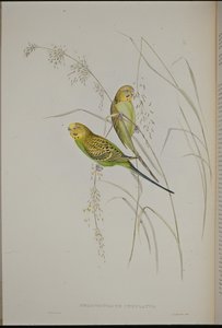Warbling Grass Parrot (Melopsittacus Undulatus ) (hand-coloured litho) بواسطة جون (بعد) جولد