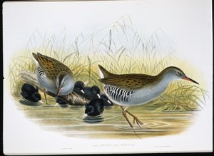 Water-Rail (Rallus Aquaticus) (hand-coloured litho) بواسطة جون (بعد) جولد