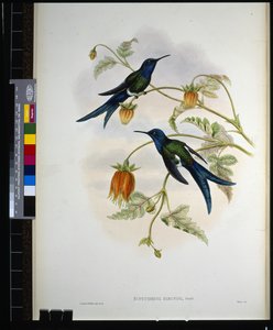 Western Swallow-tail (eupetomena hirundo) (hand-coloured litho) بواسطة جون (بعد) جولد
