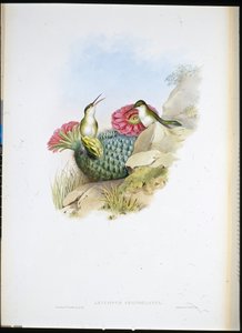 White-breasted Leucippus (leucippus chionogaster) (hand-coloured litho) بواسطة جون (بعد) جولد