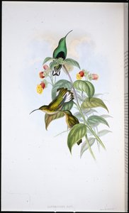 White-tailed Velvet-breast (Lafresnaya Gayi) (hand-coloured litho) بواسطة جون (بعد) جولد