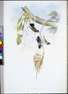 White-throated Sapphire (Hylocharis Cyaneus) (hand-coloured litho) بواسطة جون (بعد) جولد