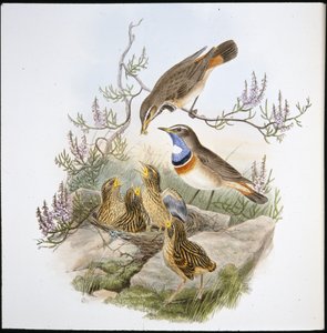 White Throated Bluebreast (Cyanecula Leucocyana) (hand-coloured litho) بواسطة جون (بعد) جولد