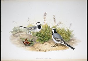 White Wagtail (Motacilla Alba) (hand-coloured litho) بواسطة جون (بعد) جولد