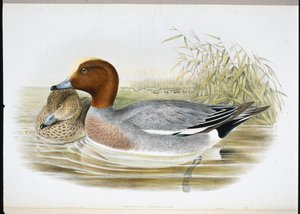 Widgeon (Mareca Penelope) (hand-coloured litho) بواسطة جون (بعد) جولد