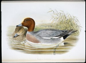 Widgeon (Mareca Penelope) (hand-coloured litho) بواسطة جون (بعد) جولد