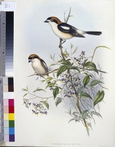 Woodchat Shrike (Enneoctonus Rufus) (hand-coloured litho) بواسطة جون (بعد) جولد