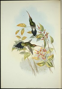 Yarquian Hermit (Phaerthornis Yarugui) (hand-coloured litho) بواسطة جون (بعد) جولد