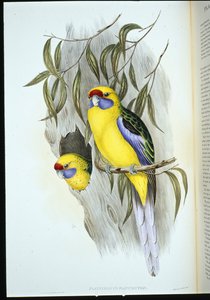 Yellow-bellied Parakeet (platycercus flaviventris) (hand-coloured litho) بواسطة جون (بعد) جولد