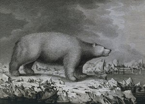 Polar Bear, engraving by Peter Mazel after drawing by John Webber (1750-1793) made during Third voyage of James Cook بواسطة جون (بعد) ويبر