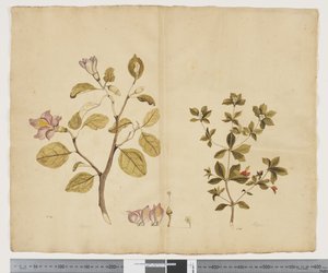 F.15 Lagunaria Patersonia ؛ أليكسيا جينوبوجون ، 1790-95 (ألوان مائية وحبر على ورق)