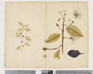 F.18 ورم تتراغونيا إمبليكسيكوما ؛ Caparis nobilis 