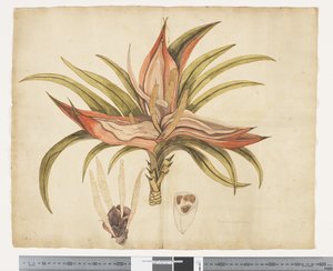 F.1 Freycinetia baueriana ، حوالي 1790-95 (ألوان مائية وحبر على ورق)