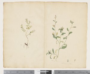 F.25 الفربيون sparrmannii ؛ لوبيليا ألاتا ، 1790-95 (ألوان مائية وحبر على ورق)