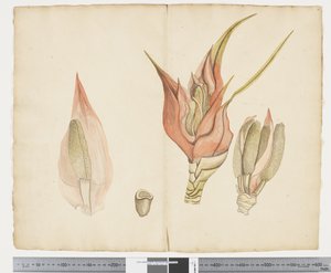 F.33 Freycinetia baueriana ، حوالي 1790-95 (حبر وألوان مائية على ورق)
