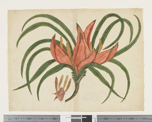 F.36 Freycinetia baueriana، c.1790-95 (ألوان مائية وحبر على ورق)