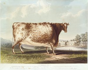 The Airedale Heifer ، نقشها R.Reve ، 1820 (نقش الألوان) بواسطة جون برادلي