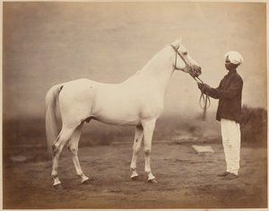 اللفتنانت جنرال السير فريدريك سليغ حصان روبرتس ، "فونوليل" ، 1885 حوالي عام