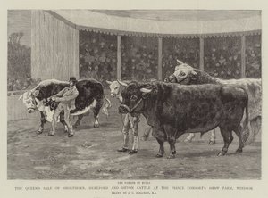 بيع الملكة لماشية Shorthorn و Hereford و Devon في مزرعة Shaw Consort&39;s Shaw ، Windsor